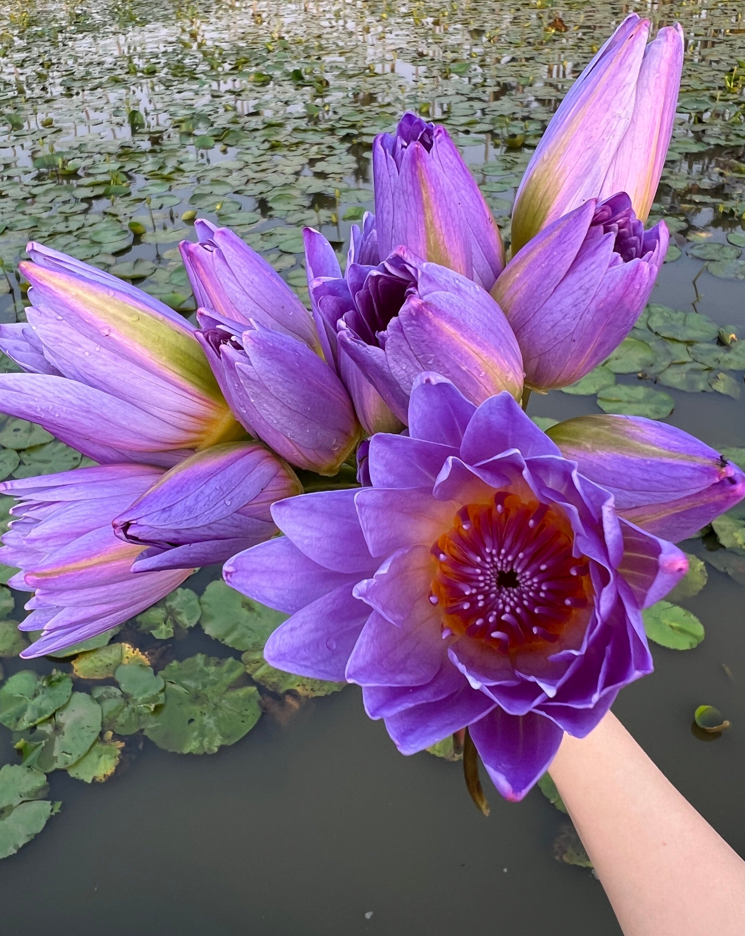 Lotus Tea