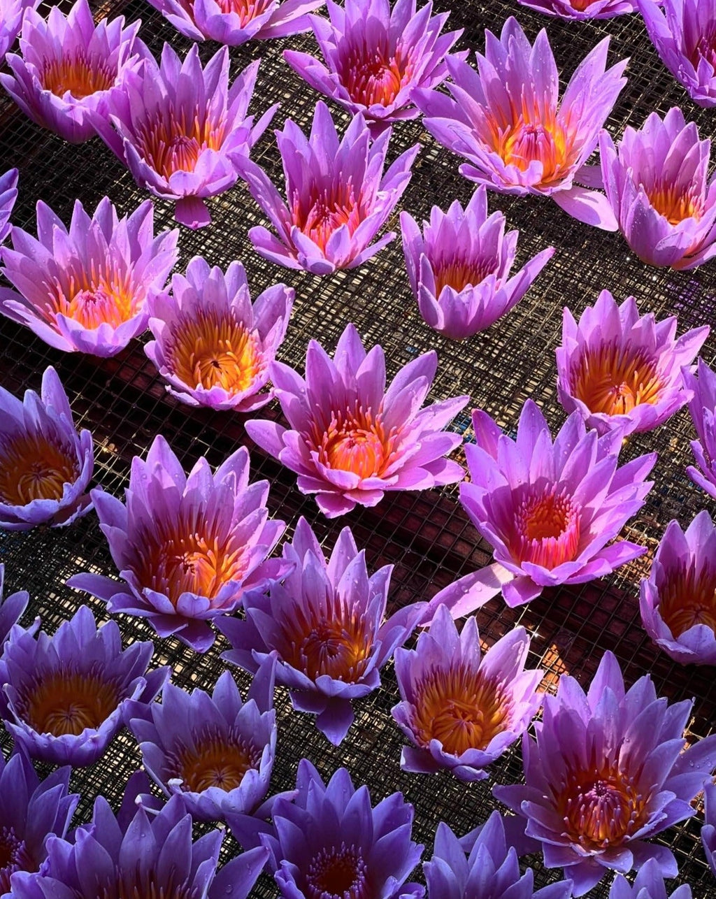 Lotus Tea