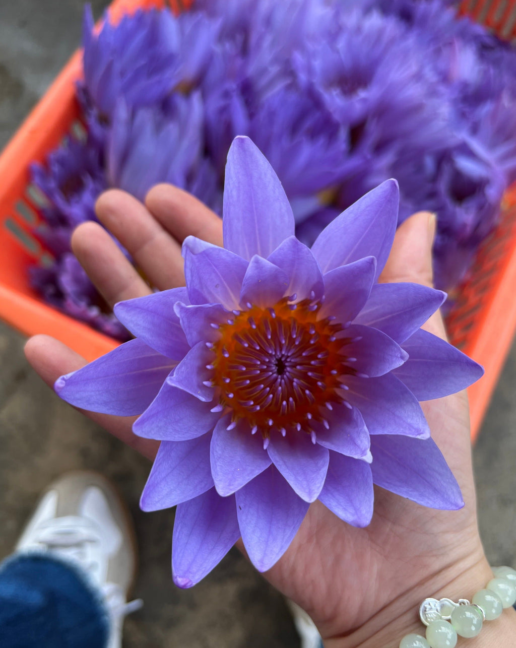 Lotus Tea
