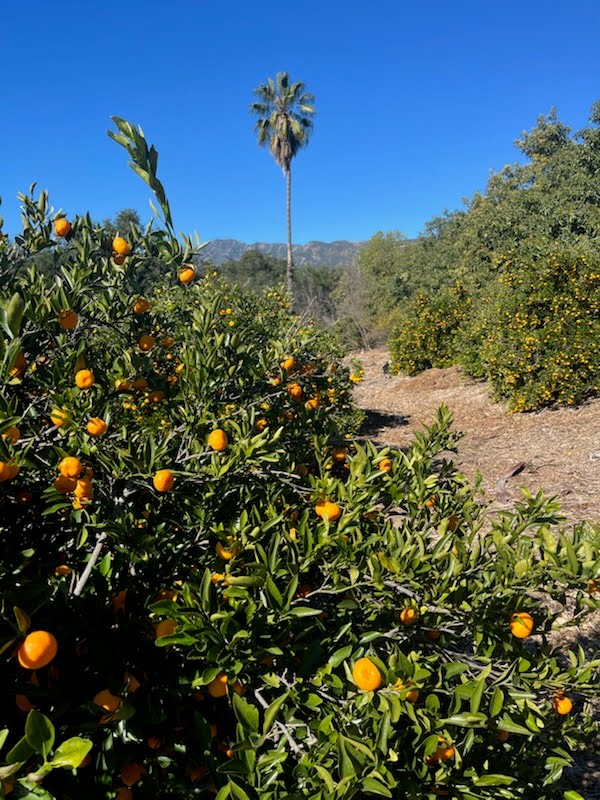 Kishu Mandarins - 3 pounds - Local Pickup