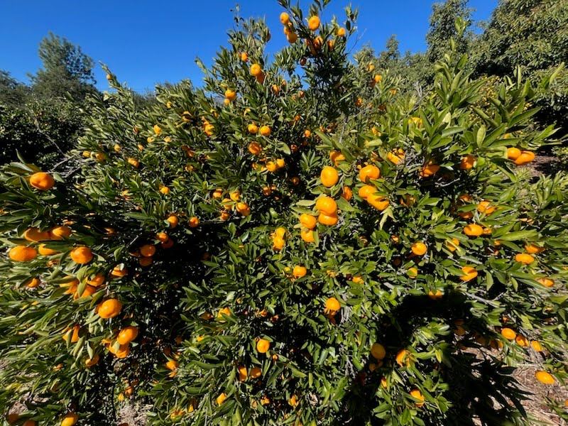 Kishu Mandarins - 3 pounds - Local Pickup