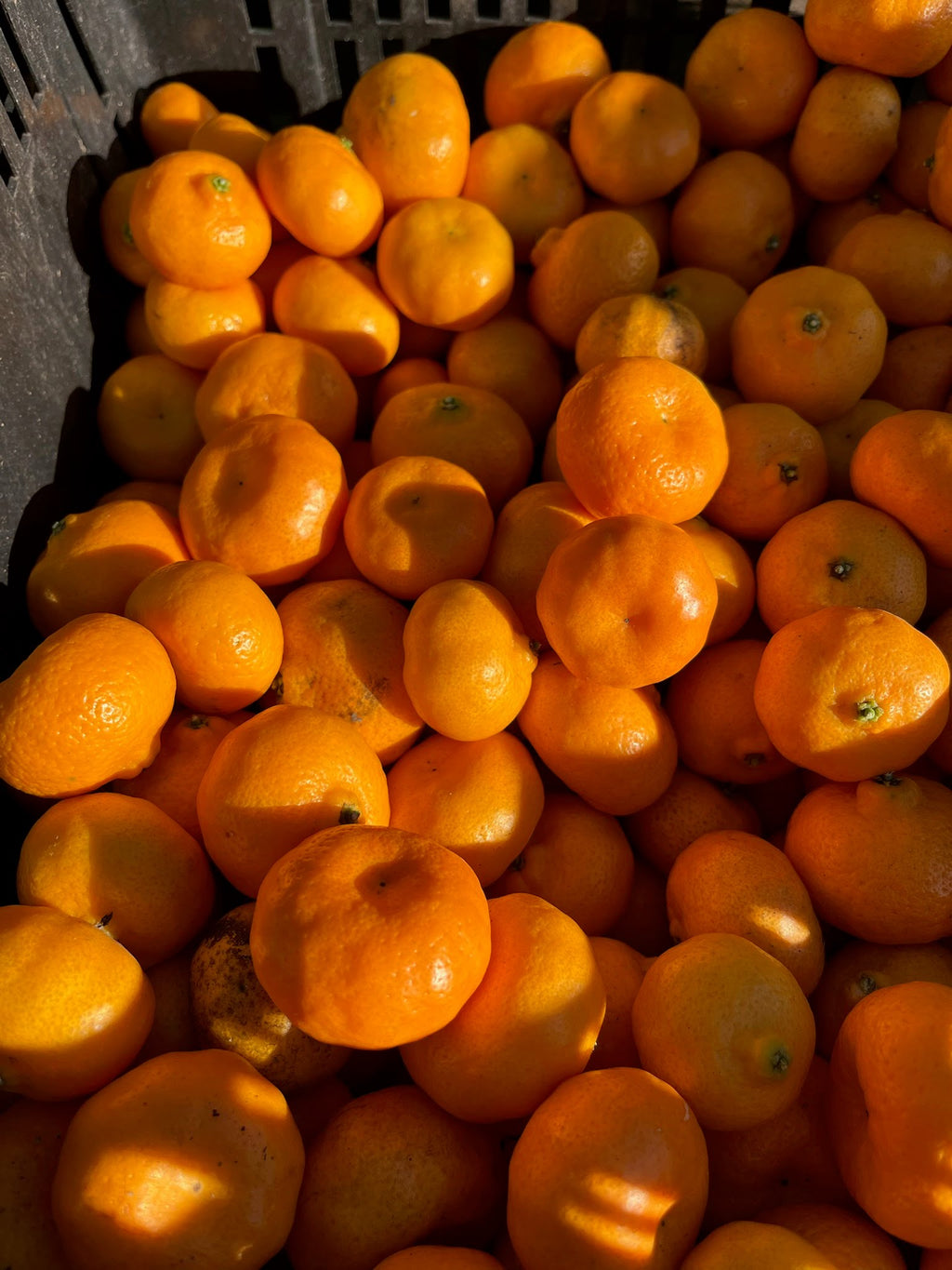 Kishu Mandarins - 3 pounds - Local Pickup