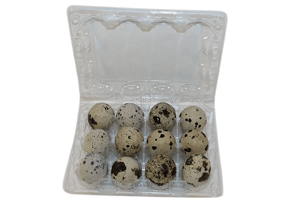 12-cell Large Jumbo Quail/Pigeon Egg Cartons (3x4)