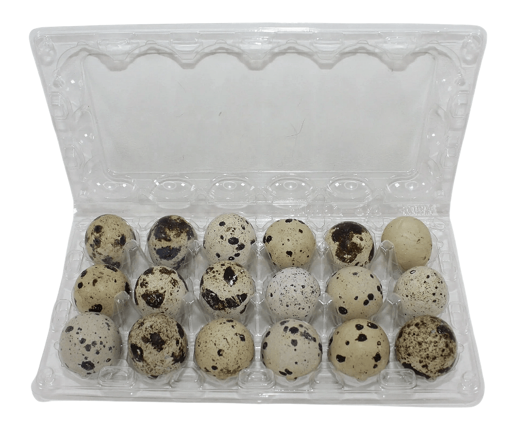 24-cell Large Jumbo Quail/Pigeon Egg Cartons (4x6)