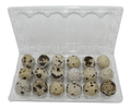 24-cell Large Jumbo Quail/Pigeon Egg Cartons (4x6)