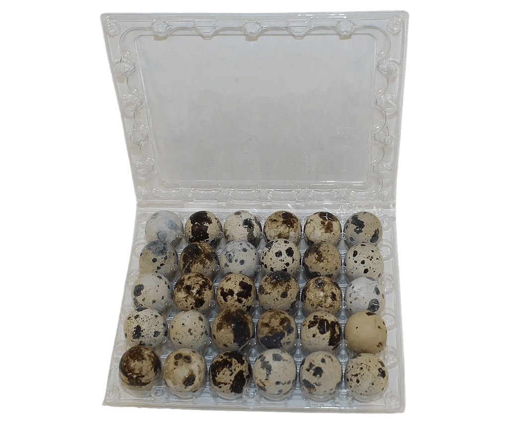 30-cell Jumbo Quail Egg Cartons (5x6)
